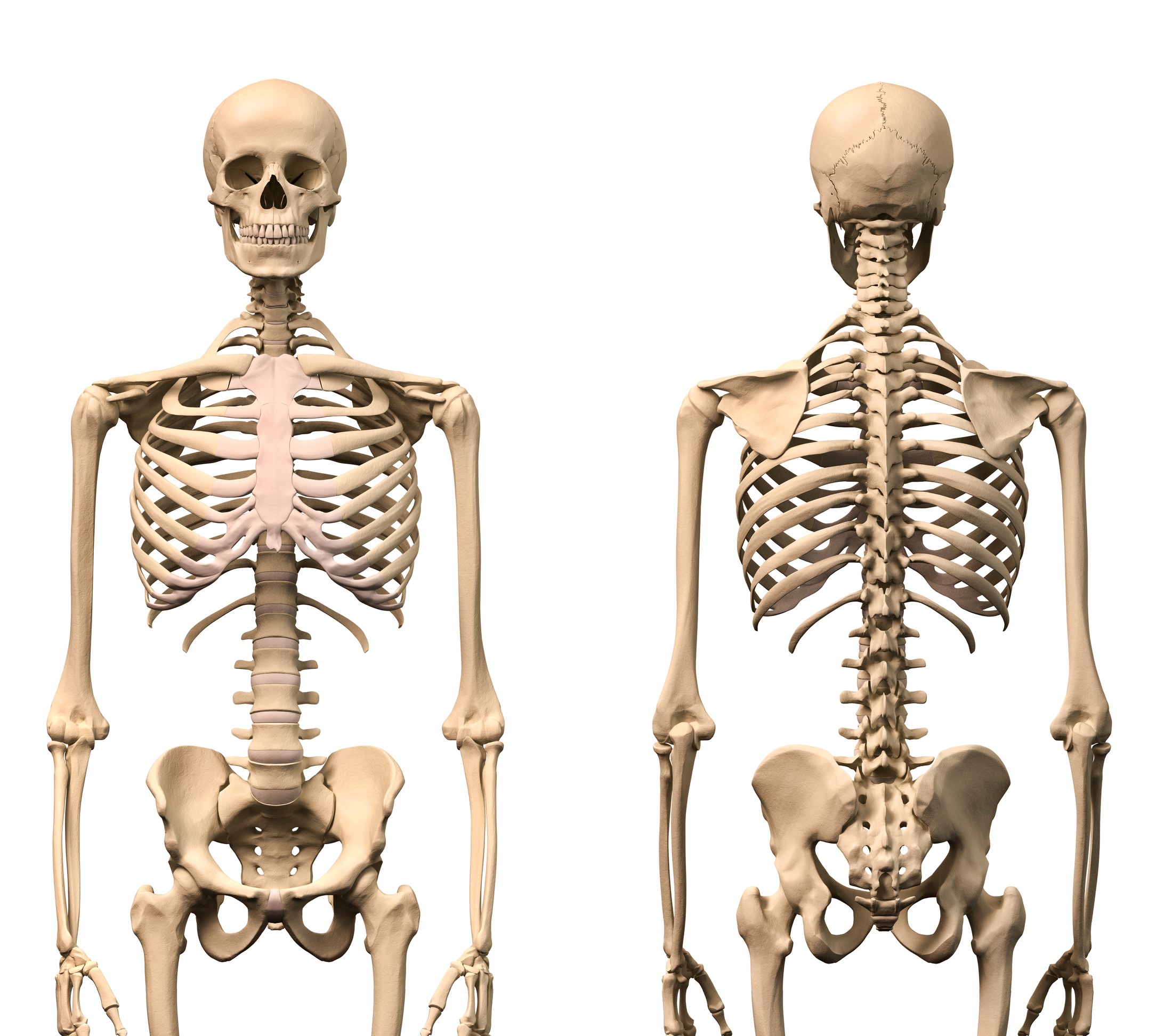 Male Human skeleton, two views, front and back.